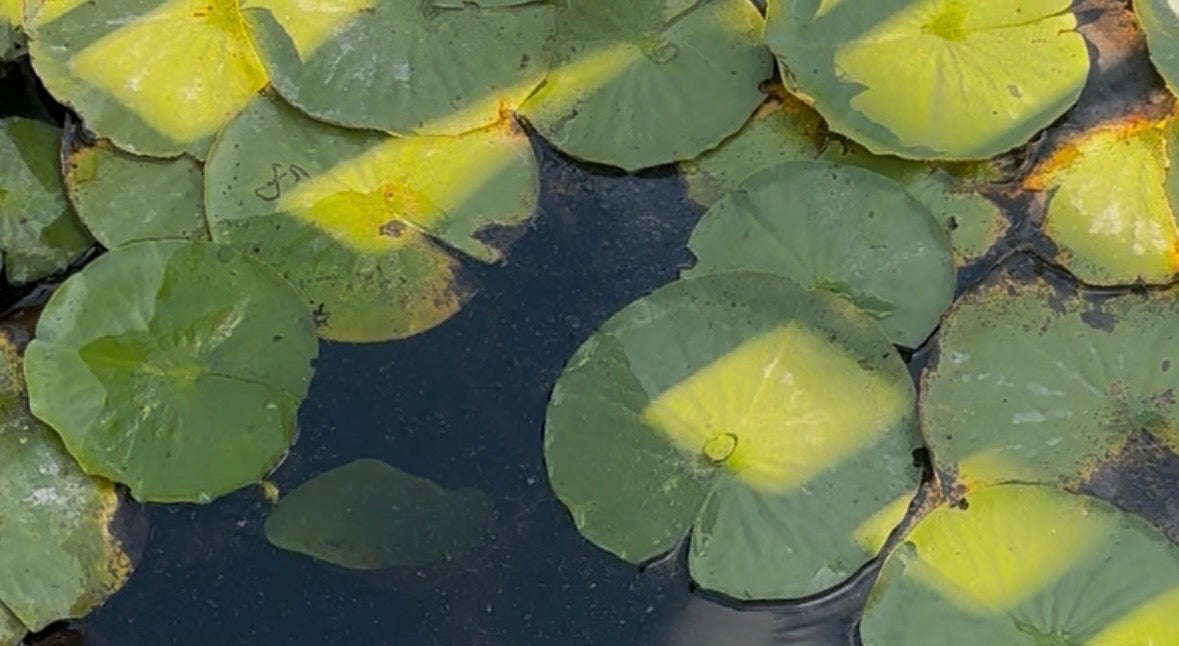 Green lily pads floating on a dark body of water